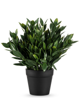 La Plante Artificielle Pumila 23 cm est une plante artificielle verte luxuriante avec de nombreuses feuilles pointues, dans un simple pot noir et sur un fond blanc uni.
