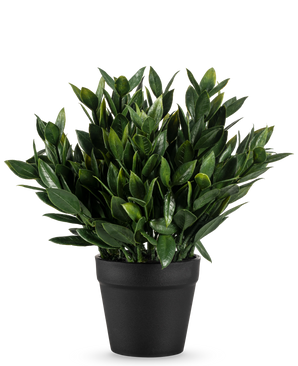 La Plante Artificielle Pumila 23 cm est une plante artificielle verte luxuriante avec de nombreuses feuilles pointues, dans un simple pot noir et sur un fond blanc uni.