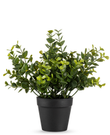 La Plante Artificielle Pumila 20 cm est une petite plante artificielle en pot aux feuilles vertes rondes dans un simple pot noir, disposées sur un fond blanc uni.
