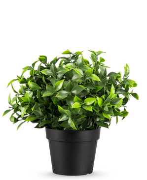 La Plante Artificielle Photonia en pot UV 22 cm présente de petites feuilles vertes pointues dans un simple pot noir, sur un fond uni blanc.