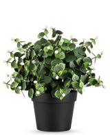 La Plante Artificielle Eucalyptus blanc en pot UV 22 cm a des feuilles vertes denses et de petits bourgeons blancs dans un simple pot noir, parfait pour égayer n'importe quel espace.