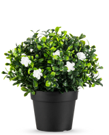La Plante Artificielle Pumila en pot UV 21cm est une petite plante artificielle aux feuilles vertes denses et aux délicates fleurs blanches, dans un pot simple noir sur un fond blanc uni.