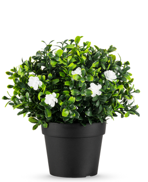La Plante Artificielle Pumila en pot UV 21cm est une petite plante artificielle aux feuilles vertes denses et aux délicates fleurs blanches, dans un pot simple noir sur un fond blanc uni.