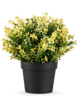 La Plante Artificielle Buxus jaune UV 22 cm UV est une petite plante en pot aux feuilles denses vertes et jaunes dans un simple pot noir, sur un fond uni blanc.