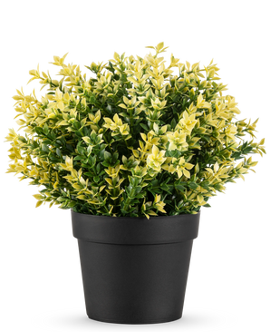 La Plante Artificielle Buxus jaune UV 22 cm UV est une petite plante en pot aux feuilles denses vertes et jaunes dans un simple pot noir, sur un fond uni blanc.