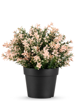 Le Buis Artificiel rose UV 22 cm présente de petites feuilles denses rose clair et vertes dans un pot uni noir, sur un fond blanc.