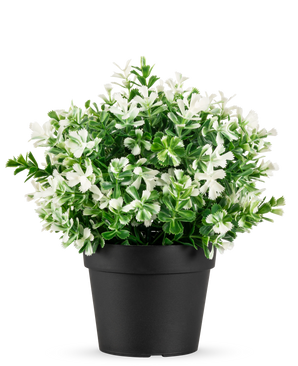 De Kunstplant Buxus wit in pot UV 19 cm heeft dichte groene bladeren en talrijke witte bloemen, gerangschikt in een eenvoudige zwarte pot tegen een effen witte achtergrond.