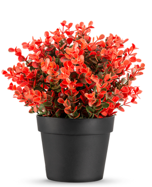 De Kunstplant Buxus rood in pot UV 19 cm is een compacte zwarte bloempot met een weelderige mix van rode en groene kunstbladeren tegen een effen witte achtergrond.