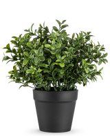 La plante artificielle Murraya 21 cm est une petite plante en pot vert luxuriant avec des feuilles denses et brillantes dans un simple pot noir, représentée sur un fond blanc uni.
