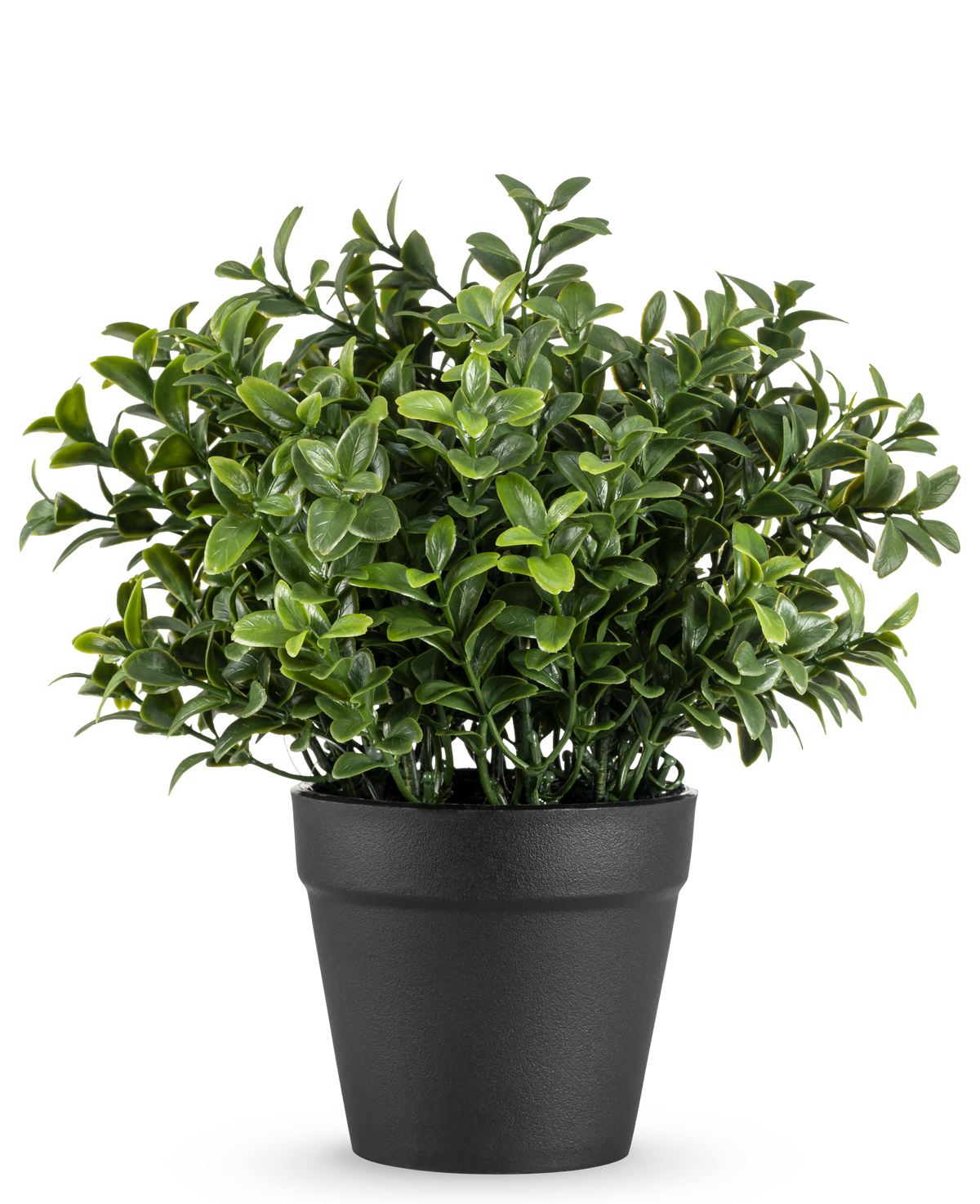 La plante artificielle Murraya 21 cm est une petite plante en pot vert luxuriant avec des feuilles denses et brillantes dans un simple pot noir, représentée sur un fond blanc uni.
