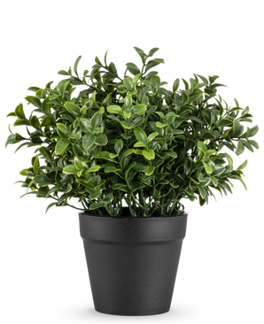 La plante artificielle Murraya 21 cm est une petite plante en pot vert luxuriant avec des feuilles denses et brillantes dans un simple pot noir, représentée sur un fond blanc uni.
