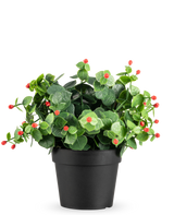 La Plante artificielle Eucalyptus rouge en pot UV 22 cm présente des feuilles vertes et des petits bourgeons rouges dans un simple pot noir, sur un fond uni blanc.