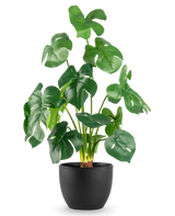 De Kunst Monstera 51 cm in sierpot zwart heeft grote, glanzend groene bladeren met opvallende splijten, in een eenvoudige zwarte pot tegen een effen witte achtergrond.