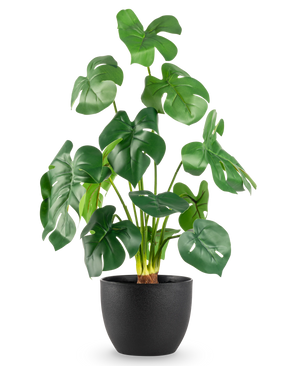 De Kunst Monstera 51 cm in sierpot zwart heeft grote, glanzend groene bladeren met opvallende splijten, in een eenvoudige zwarte pot tegen een effen witte achtergrond.