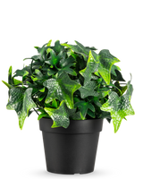 La plante artificielle Lierre en pot UV 20 cm présente des feuilles de lierre artificielles vertes en forme d'étoile dans un simple pot noir, présentées sur un fond blanc.