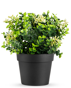 La Plante Artificielle Eucalyptus mix UV 22 cm possède des feuilles vert vif et de petites fleurs blanches dans un simple pot noir, sur un fond blanc.