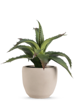 De Kunst vetplant 20 cm in sierpot heeft groene, puntige stekelige bladeren in een eenvoudige ronde pot van lichtbeige keramiek tegen een effen witte achtergrond.