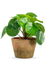 La Plante Artificielle Pilea en pot mini UV 15 cm présente des feuilles rondes vert brillant dans un pot en terre cuite marron patiné, sur un fond uni blanc.