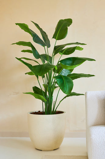 La plante artificielle Strelitzia Real Touch Deluxe 180 cm, avec ses larges feuilles brillantes, se pose au sol à côté d'un canapé structuré blanc et d'un mur beige et apporte une touche de style tropical à la pièce.