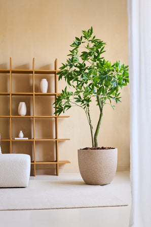 La Plante Artificielle Pachira 180 cm aux feuilles vertes vibrantes se dresse sur un tapis clair dans un salon minimaliste, à côté d'une étagère en bois avec des vases blancs et un fauteuil structuré blanc.