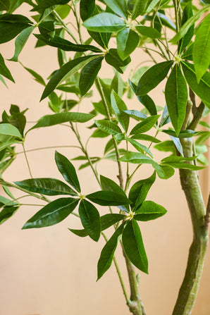 Gros plan d'une plante artificielle Pachira de 180 cm avec des feuilles vert brillant en forme de lance et des tiges marron clair sur fond beige.