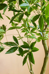 Gros plan d'une plante artificielle Pachira de 180 cm avec des feuilles vert brillant en forme de lance et des tiges marron clair sur fond beige.