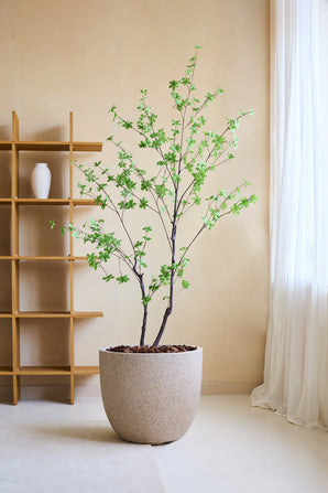 La Plante Artificielle Enkianthus 180 cm, un arbre artificiel réaliste avec des feuilles vertes dans une grande jardinière beige remplie de pierres brunes, est placée dans une pièce minimaliste avec une étagère en bois, un vase blanc, des murs de couleur crème et des rideaux blancs transparents.
