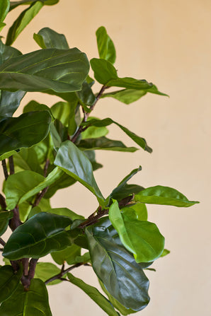 Gros plan du plant de tabac artificiel Ficus Deluxe 180 cm, avec ses feuilles vertes luxuriantes et brillantes et ses fines tiges brunes sur un fond uni beige.