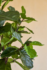 Gros plan du plant de tabac artificiel Ficus Deluxe 180 cm, avec ses feuilles vertes luxuriantes et brillantes et ses fines tiges brunes sur un fond uni beige.