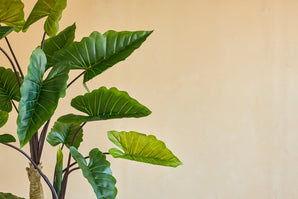 La plante artificielle Calocasia 210 cm possède de grandes feuilles vertes avec des nervures visibles sur des tiges sombres, qui se dressent contre un mur beige uni pour un aspect simple et naturel à l'intérieur.