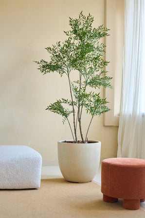 La Plante Artificielle Ruscus 180 cm, aux branches fines et aux feuilles vertes, se dresse sur un sol beige à côté d'un canapé texturé blanc et d'un repose-pieds rond en terre cuite dans une pièce doucement éclairée aux murs couleur crème et aux rideaux blancs transparents.