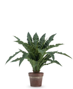 De Kunstplant Nestvaren 61 cm heeft lange, golvende groene bladeren in een bruine, rustieke pot tegen een effen witte achtergrond.