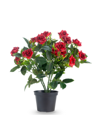 Une rose de patio artificielle de 35 cm en rouge/noir présente des roses artificielles rouges vif avec des feuilles vertes luxuriantes dans un pot noir, sur un fond blanc uni.