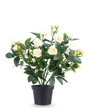 La Rose de Patio Artificielle 35 cm crème UV est composée de plusieurs tiges, de feuilles vertes et de plusieurs roses en fleurs de couleur crème, le tout placé dans un pot sur un fond blanc uni.