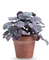 La Feuille Rugose artificielle 26 cm grise présente des feuilles rondes structurées vertes et violettes dans un simple pot en terre cuite marron, sur un fond uni blanc.
