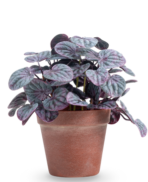 La Feuille Rugose artificielle 26 cm grise présente des feuilles rondes structurées vertes et violettes dans un simple pot en terre cuite marron, sur un fond uni blanc.