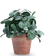 La feuille Rugose artificielle de 26 cm verte a des feuilles rondes et texturées vertes dans un pot en argile rouge-brun, sur un fond blanc uni.