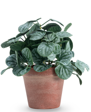 La feuille Rugose artificielle de 26 cm verte a des feuilles rondes et texturées vertes dans un pot en argile rouge-brun, sur un fond blanc uni.