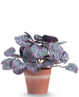 La Plante Artificielle Rugose feuille 16 cm gris est une plante artificielle aux feuilles rondes et colorées dans les tons violets et verts dans un pot en terre cuite sur un fond uni blanc.