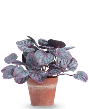 La Plante Artificielle Rugose feuille 16 cm gris est une plante artificielle aux feuilles rondes et colorées dans les tons violets et verts dans un pot en terre cuite sur un fond uni blanc.