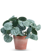 La Plante Artificielle Rugose feuille 16 cm verte est une plante artificielle aux feuilles rondes vertes et aux veines légèrement argentées, présentée dans un pot en argile rouge-marron sur un fond uni blanc.