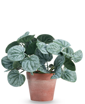 La Plante Artificielle Rugose feuille 16 cm verte est une plante artificielle aux feuilles rondes vertes et aux veines légèrement argentées, présentée dans un pot en argile rouge-marron sur un fond uni blanc.