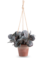 La feuille rugueuse artificielle (18 cm) est une plante artificielle avec des feuilles vertes rondes et feuillues dans un pot suspendu gris rustique, accroché à un cintre en corde beige, sur un fond blanc uni.