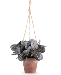 Plante artificielle Rugose feuille 18 cm gris dans pot suspendu