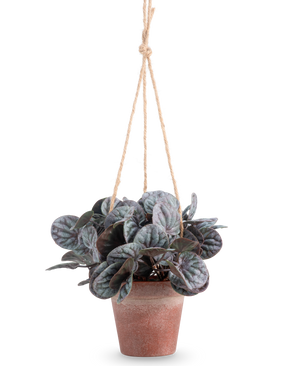 La feuille rugueuse artificielle (18 cm) est une plante artificielle avec des feuilles vertes rondes et feuillues dans un pot suspendu gris rustique, accroché à un cintre en corde beige, sur un fond blanc uni.