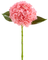 La Fleur Artificielle Charlotte Hortensia Real Touch rose foncé est une fleur d'hortensia artificielle de 55 cm de long, avec une grappe ronde de pétales rose foncé et de feuilles vertes sur une longue tige, isolée sur fond blanc.