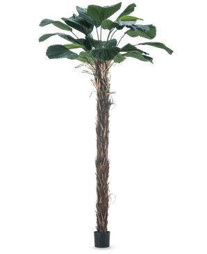 Een Kunstplant Licuala Grandis 220 cm kunstmatige palmboom met grote bladeren.