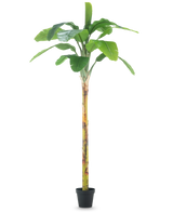 Le Bananier Plante Artificielle 250 cm est un grand bananier artificiel aux larges feuilles vertes et au tronc structuré, présenté dans un petit pot noir sur fond blanc uni.