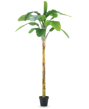 Le Bananier Plante Artificielle 250 cm est un grand bananier artificiel aux larges feuilles vertes et au tronc structuré, présenté dans un petit pot noir sur fond blanc uni.
