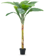 Le Bananier Artificiel 180 cm possède de larges feuilles vertes et une tige structurée dans un petit pot noir, sur un fond uni blanc.